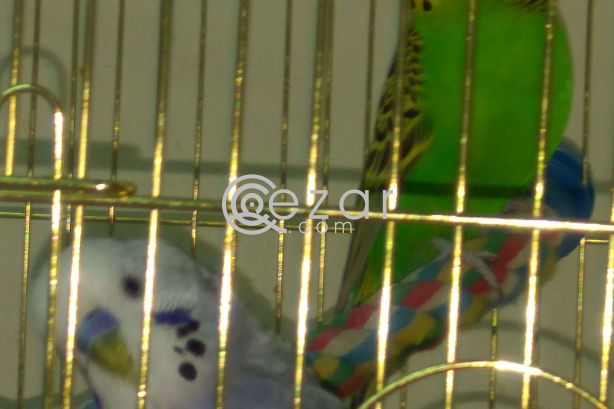 Budgie Birds male and female 1yr old photo 1