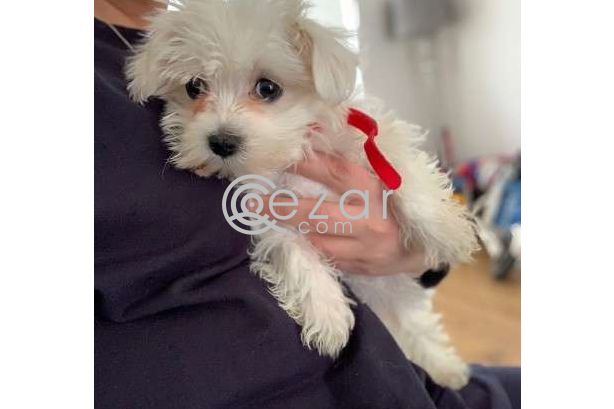 Outstanding Male and Female Maltese Puppies photo 3