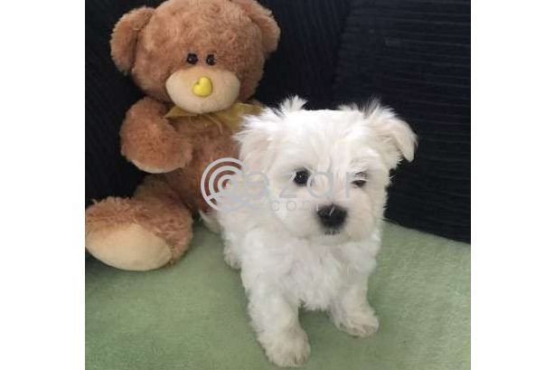 Absolutely Cute Maltese Puppies photo 1