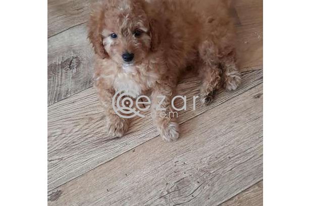 Cute Poodle Puppies available photo 2