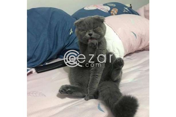 Scottish Fold Kittens Looking For His Forever Home. photo 1