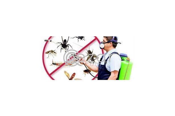 Best Pest Control Service in Qatar photo 1