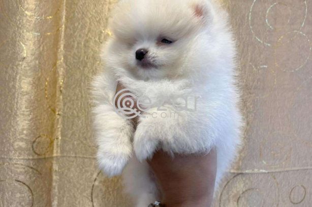 Teacup Pomeranian Puppies Available for sale photo 5