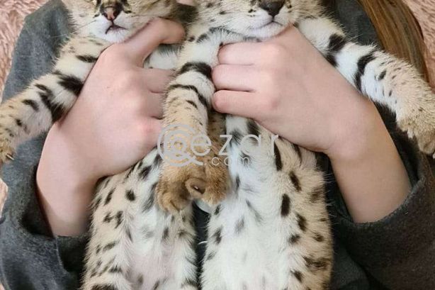 healthy Serval kittens available for sale photo 1