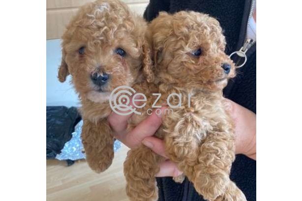 Tea Cup Poodle Puppies For rehoming photo 1