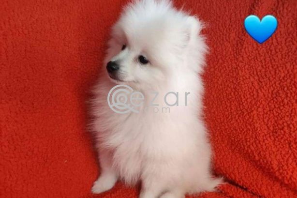 Fluffy Pomeranian Girl Looking For a Home photo 7