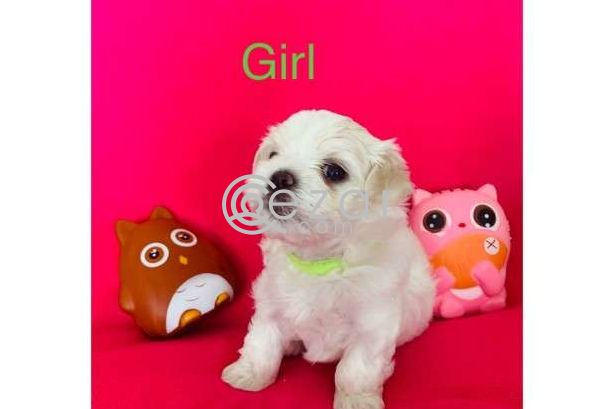 Maltese Puppies avilable for a New Home photo 7