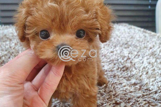 Adoption Poodle Teacup Puppy In Qatar