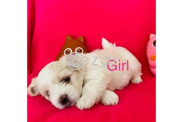 Maltese Puppies avilable for a New Home photo 5