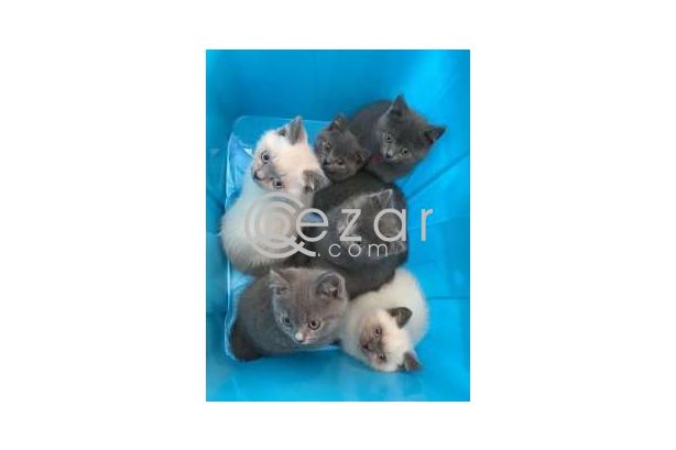 British shorthair  kittens for adoption photo 1