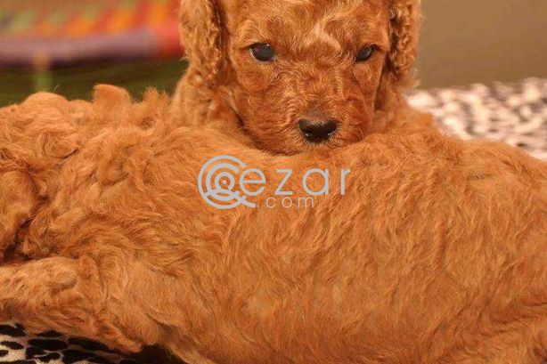 Poodle Puppies available photo 3