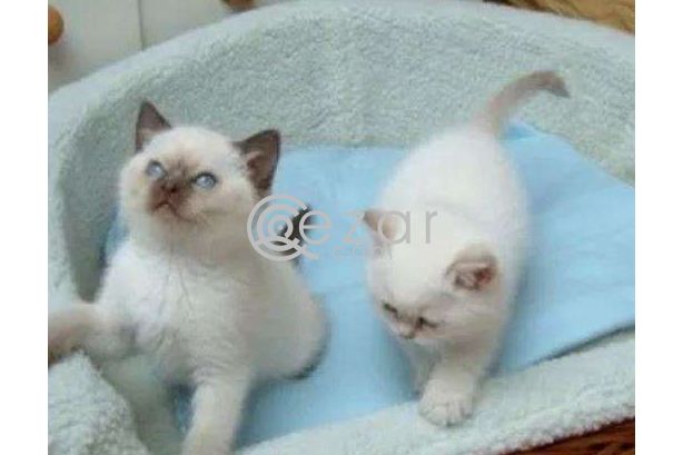 Ragdoll kittens for rehoming photo 1