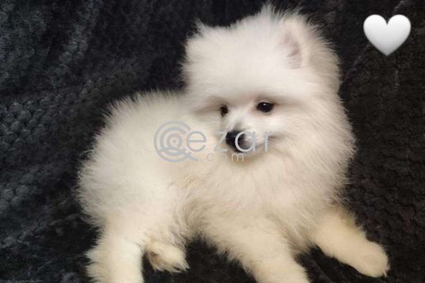 Fluffy Pomeranian Girl Looking For a Home photo 5