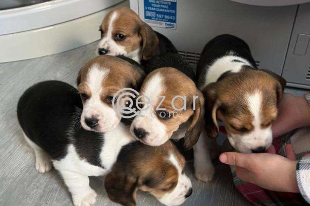 Lovely Beagle Puppies. photo 2