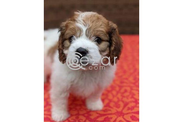 Cavalier King Charles Spaniel Puppies for adoption photo 1