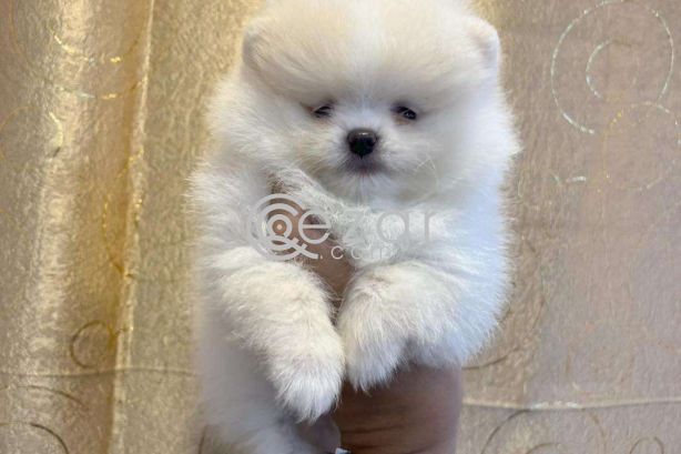 Teacup Pomeranian Puppies Available for sale photo 4