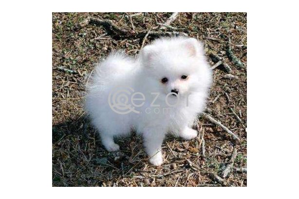 Teacup Pomeranian puppies available photo 1