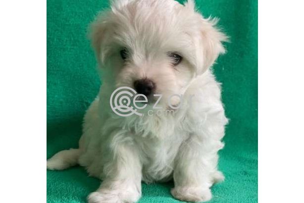 Outstanding Male and Female Maltese Puppies photo 5