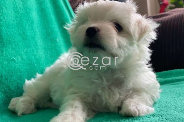 Outstanding Male and Female Maltese Puppies photo 4