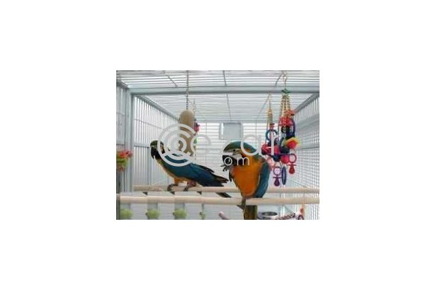 Playful Green Wing Macaw Parrots Available For Sale photo 1