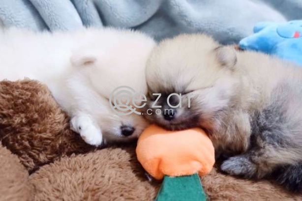 Pomeranian Puppies For Sale! photo 1