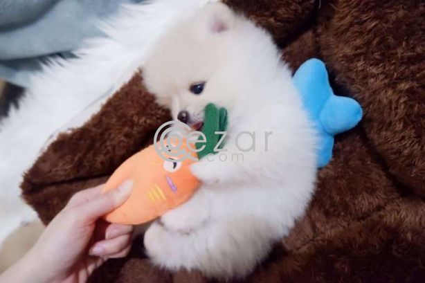 Pomeranian Puppies For Sale! photo 3