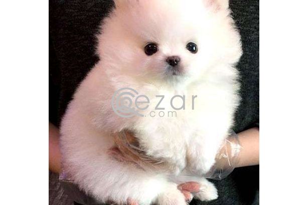 Pomeranian puppy for adoption photo 1