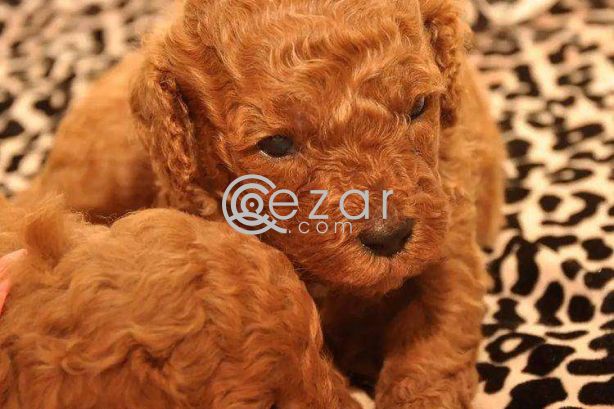 Poodle Puppies available photo 2