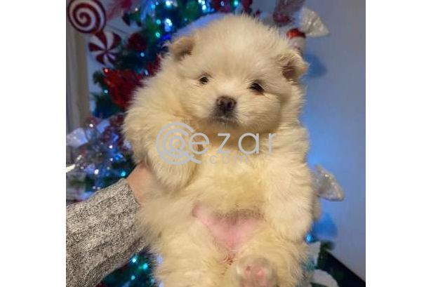 Beautiful Male and Female Pomeranian Puppies for sale photo 4