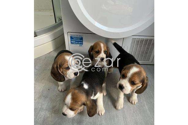 Lovely Beagle Puppies. photo 1