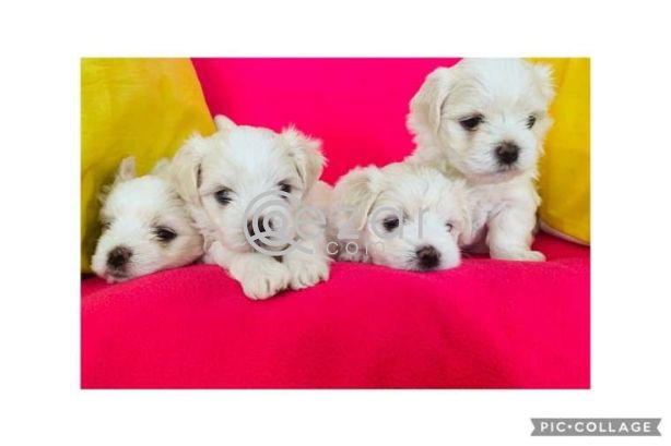 Maltese Puppies avilable for a New Home photo 3