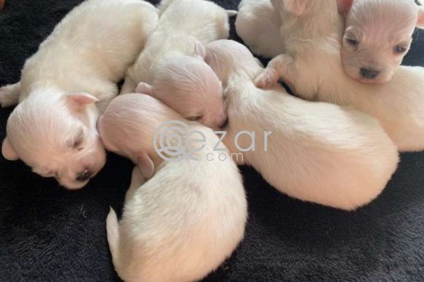 Beautiful Maltese Puppies For Sale photo 1