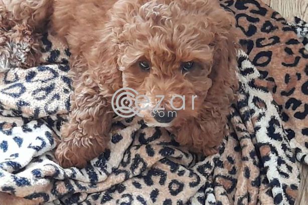 Cute Poodle Puppies available photo 4