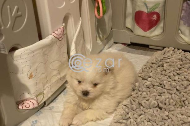 Beautiful Male and Female Pomeranian Puppies for sale photo 2