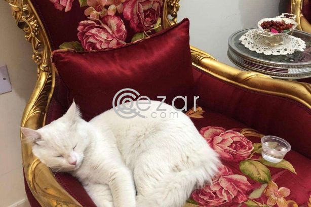 Turkish Persian Cat for 0 QAR photo 4