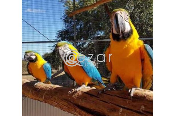 Yellow and  Green Wing Macaw Parrots Available For Sale photo 1
