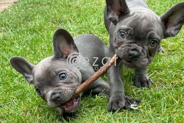 French Bulldog Puppies for sale photo 1