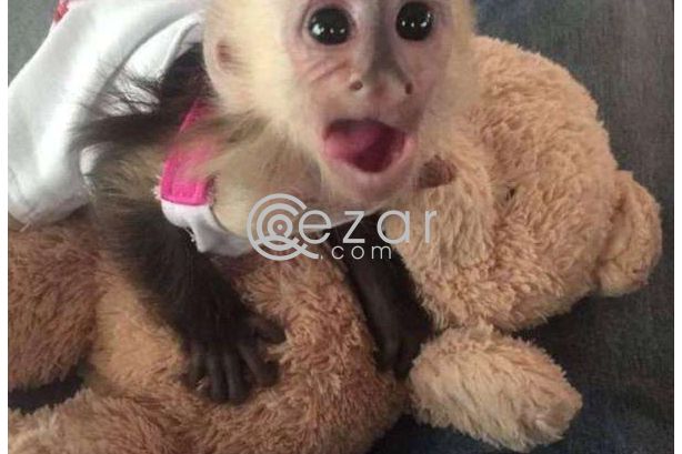 Capuchin, marmoset, squirrel and spider monkeys for sale photo 1