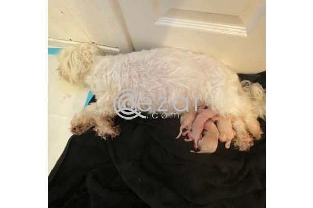 Beautiful Maltese Puppies For Sale photo 5