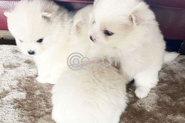 Pomerania Puppies for adoption photo 2