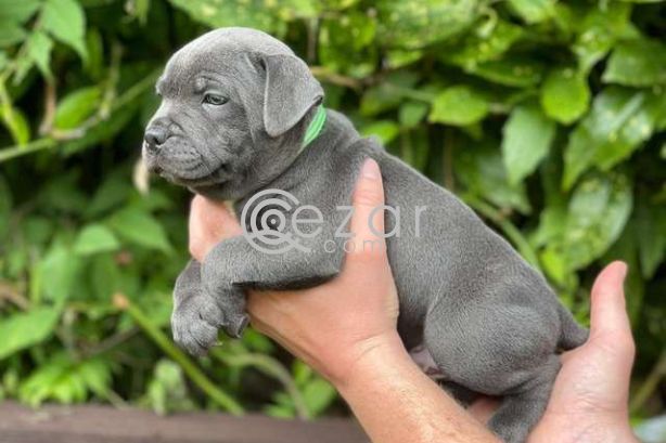 STAFFORDSHIRE BULL TERRIERS PUPPIES FOR SALE. photo 1