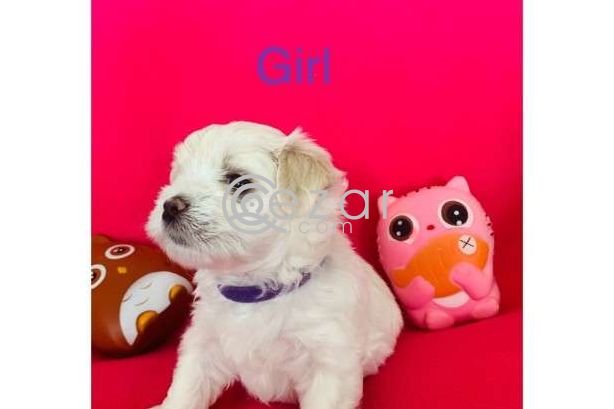 Maltese Puppies avilable for a New Home photo 6