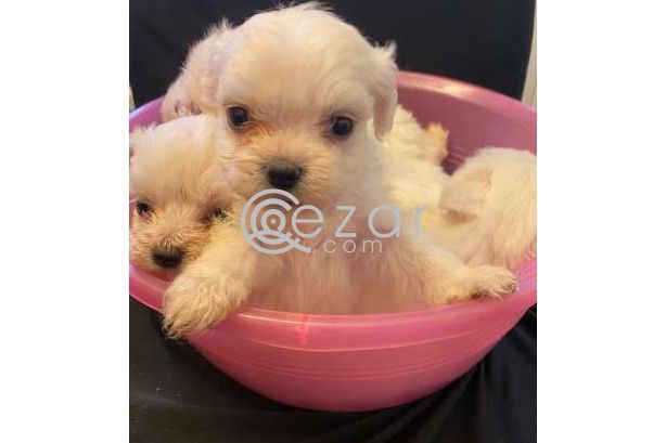 Beautiful Maltese Puppies For Sale photo 2