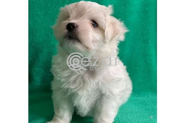 Outstanding Male and Female Maltese Puppies photo 2