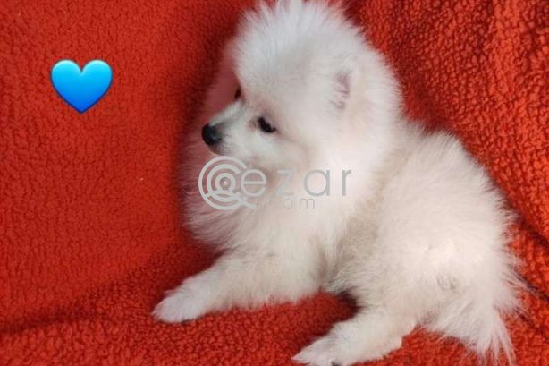 Fluffy Pomeranian Girl Looking For a Home photo 6