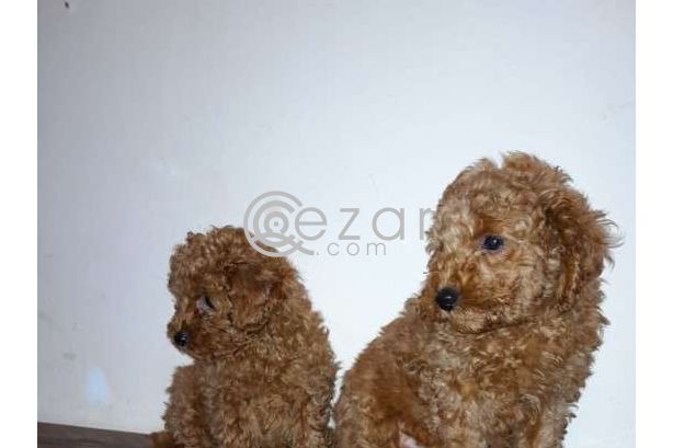Cute Poodle Puppies available photo 5