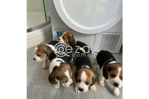 Lovely Beagle Puppies. photo 3