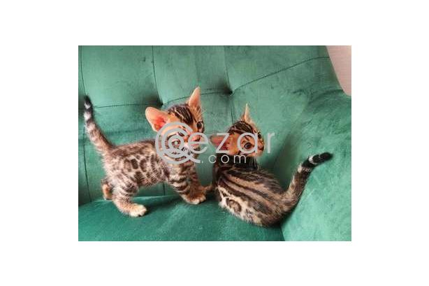 Bengal kittens photo 1