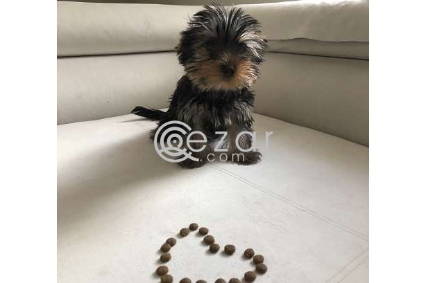 Teacup Yorkie Puppies For Sale photo 1