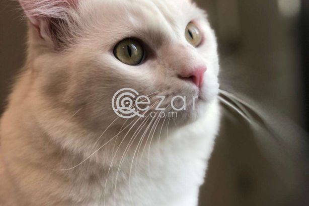 Turkish Persian Cat for 0 QAR photo 6